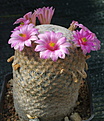 Mammillaria herrerae