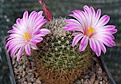 Mammillaria napina