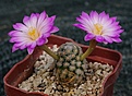 Mammillaria theresae