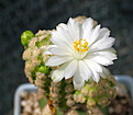 Mammillaria theresae albiflora