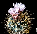 Gymnocalycium ritterianum P 219