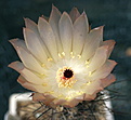 Austrocactus coxii DJF351