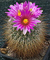 Turbinicarpus beguinii francii MZ197