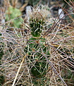 Tephrocactus halophilus