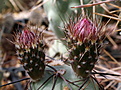 Tephrocactus alexanderi v geometricus