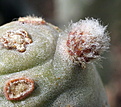 Tephrocactus strobiliformis