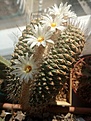 Strombocactus disciformis fa.cristata