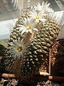 Strombocactus disciformis fa.cristata