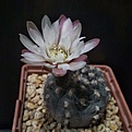 Gymnocalycium albiareolatum