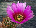 Echinocereus engelmannii