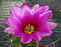 Echinocereus enneacanthus