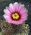 Echinocereus fendleri 'albiflorus'