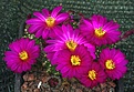 Echinocereus pulchellus acanthosetos