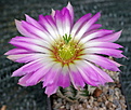 Echinocereus rigidissimus AG60