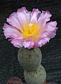 Tephrocactus alexanderi v geometricus RBT50