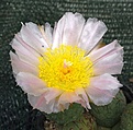 Tephrocactus alexanderi v geometricus /Fiambala