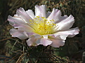 Tephrocactus alexanderi / Alto Carrizal