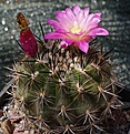 Pyrrhocactus kraussii