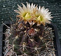 Neoporteria paucicostata