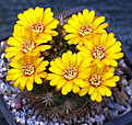 Weingartia chuquichuquiensis