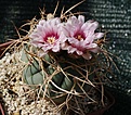 Gymnocalycium cardenasianum			(Koehres)