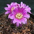 Gymnocalycium neuhuberii GN77