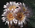 Gymnocalycium poeschlii STO1519