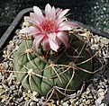 Gymnocalycium mazanense 	GC27.02