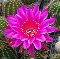 Echinopsis hyb Schick  "Samadhi"