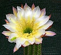 Trichocereus hybr MK2003-19a