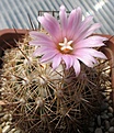 Coryphantha_pseudoechinus_SB576_13y