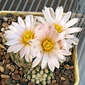 Pediocactus_knowltonii_SB304_13y_2