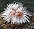 Thelocactus hexaedrophorus T168