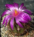 Thelocactus bicolor "multicostata" VZ049