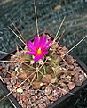 Thelocactus cv Icamole