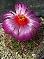 Thelocactus bicolor SB866