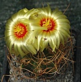 Astrophytum senile aureum (Sierra de la Paila, Coah)