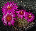 Mammillaria guelzowiana P302