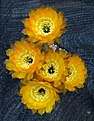 rebutioides MN29 'pectinifera'