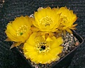 v.rebutioides DF91-80 'pectinifera'