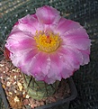 Tephrocactus alexanderi bruchii