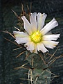 Tephrocactus articulatus DJF323