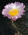 Tephrocactus alexanderi bruchii DJF465