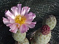 Tephrocactus alexanderi geometricus RBT50