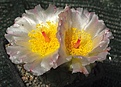 Tephrocactus alexanderi v geometricus HUN259