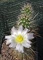 Tephrocactus alexanderi HPT369