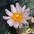 Tephrocactus alexanderi v geometricus HUN359