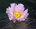 Tephrocactus halophilus  /Cotchal Banete