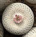 E.bokei