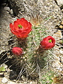 coccineus KAL 61, Sandia Mts, NM